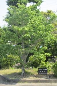 100周年記念植樹